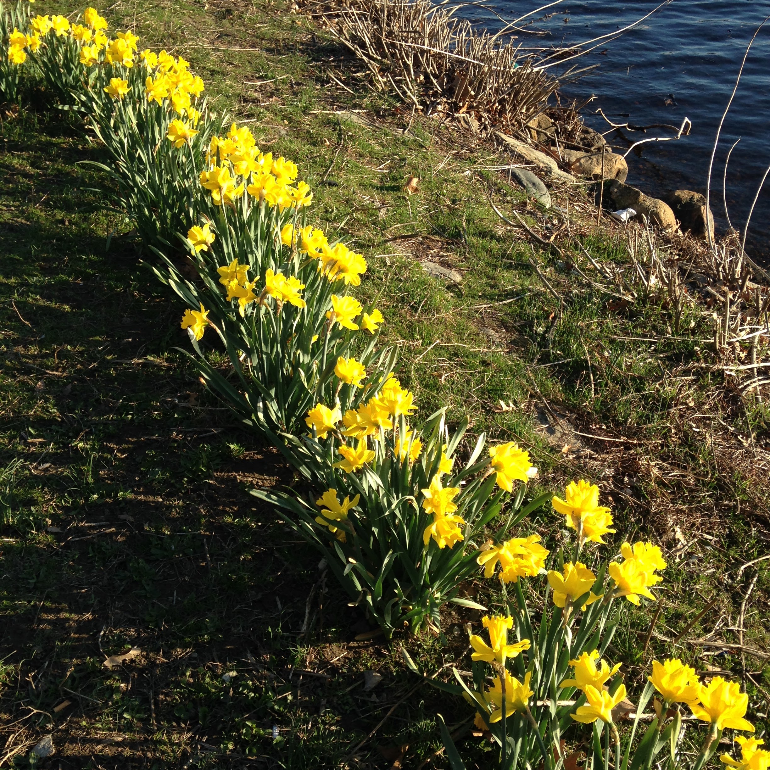 daffodils charles river cambridge spring