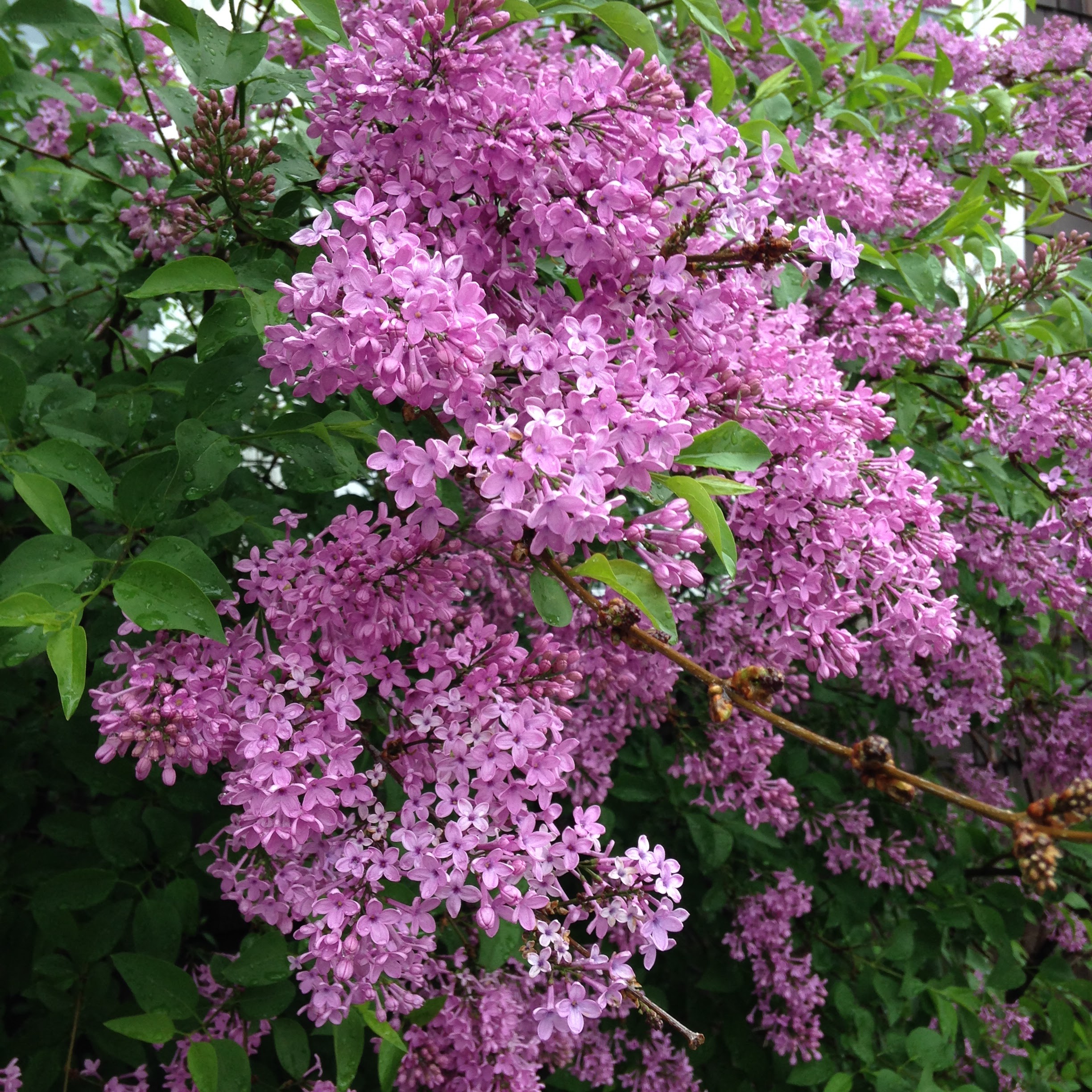 lilacs may