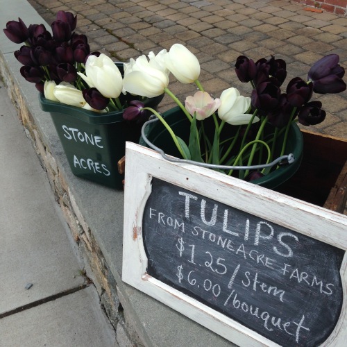 tulips mystic ct