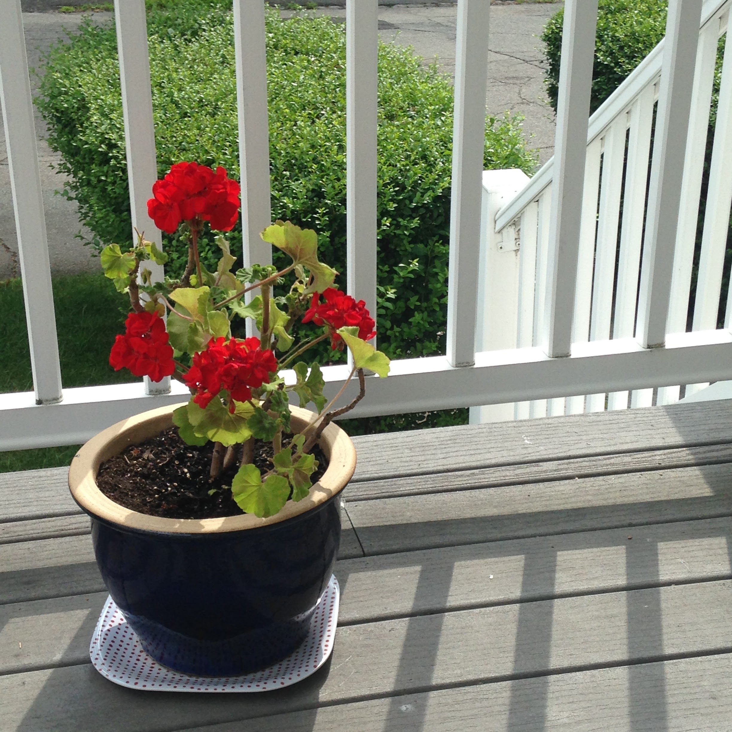 geraniums front porch