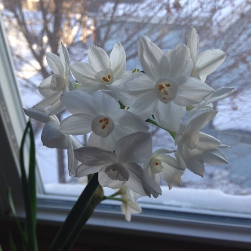 paperwhites flowers window