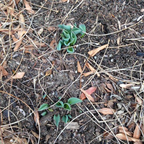 tulip sprouts flowerbed