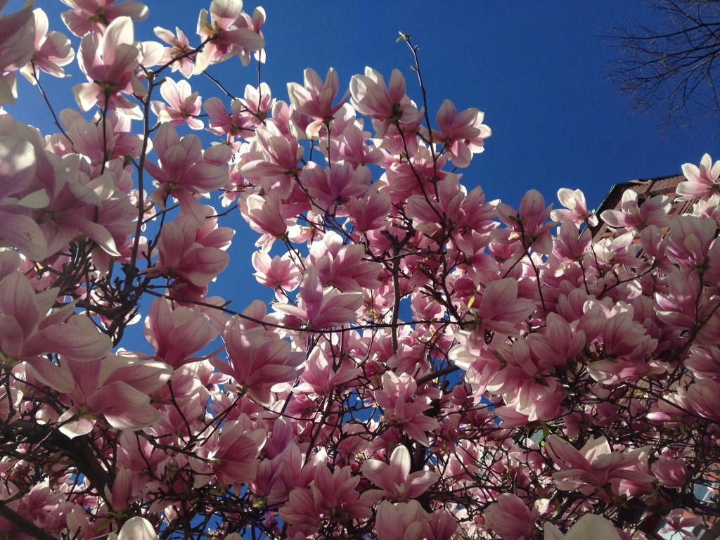 tulip magnolia tree bloom blue sky