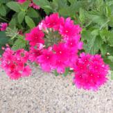 pink-flowers-eastie