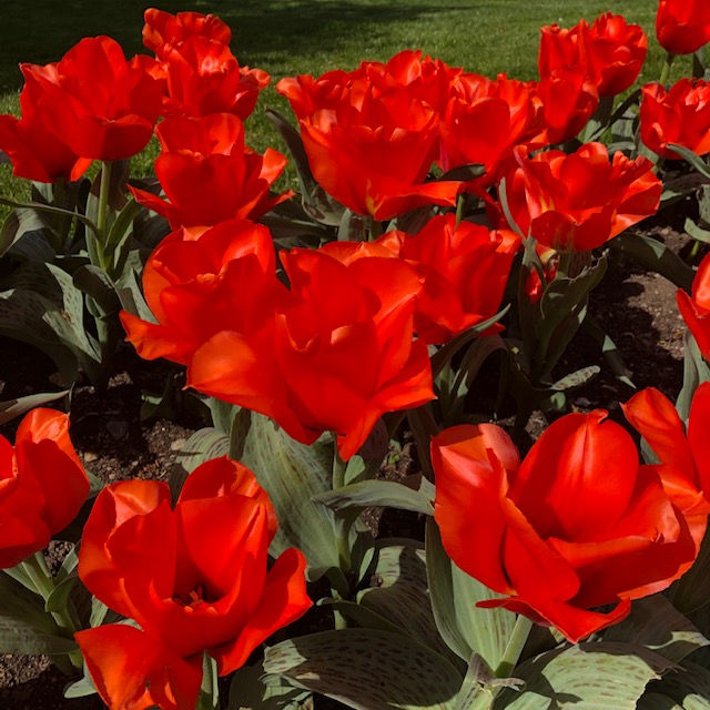 red-orange-tulips