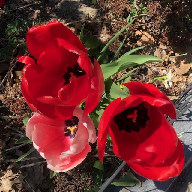 tulips-pink-red